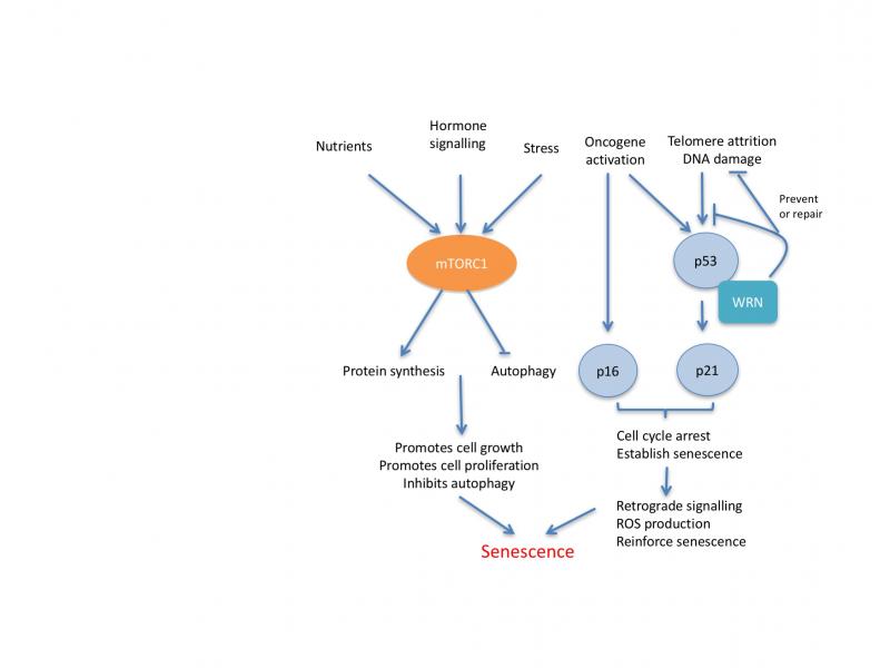 signalling pathways regulate cell senescence
